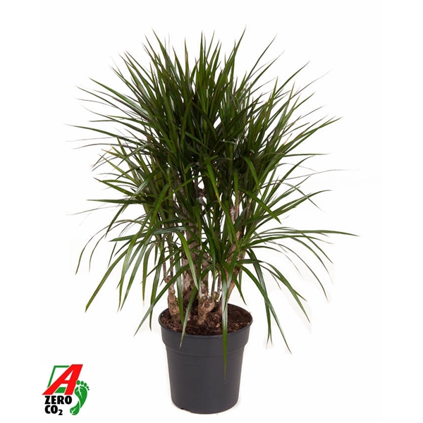 <h4>Dracaena Marginata vertakt P24</h4>