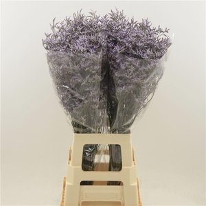Limonium Safora Lilac | Heavy Quality
