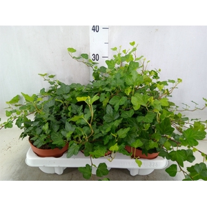 Hedera helix 'Wonder'