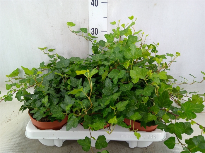 <h4>Hedera helix 'Wonder'</h4>