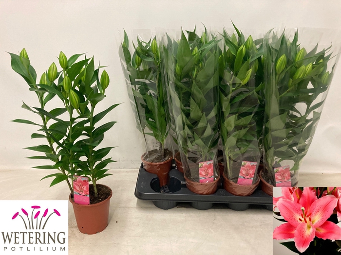 <h4>LIL OR SUNNY CAMINO</h4>