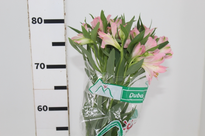 <h4>ALSTROEMERIA DUBAI 080 CM</h4>