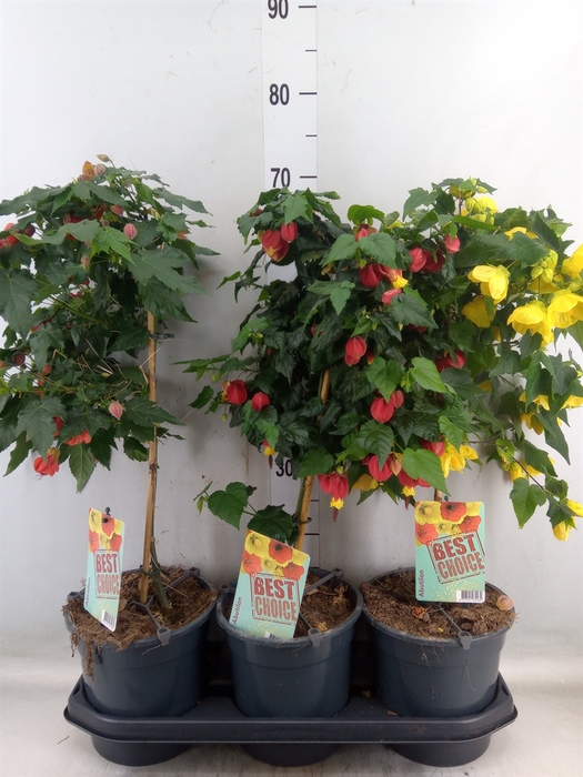 <h4>Abutilon   ...</h4>
