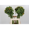 Helianthus Orange Fire