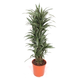Dracaena Warneckei