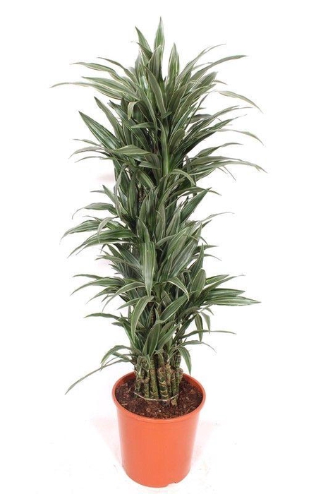 <h4>Dracaena Warneckei</h4>