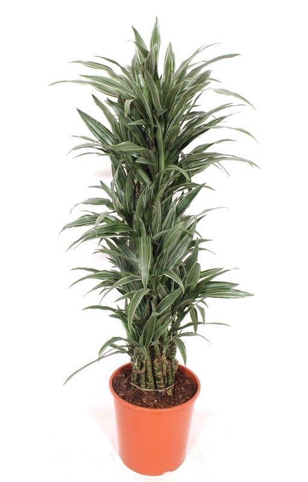 <h4>Dracaena Warneckei</h4>