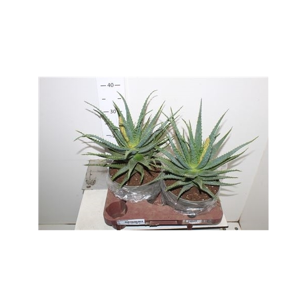 <h4>Aloe Arborescens+bloei</h4>