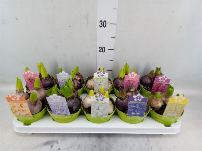 <h4>Hyacinthus orie. 'Pearl'  ...mix  5</h4>