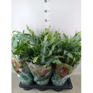 Phlebodium aureum 'Blue Star'