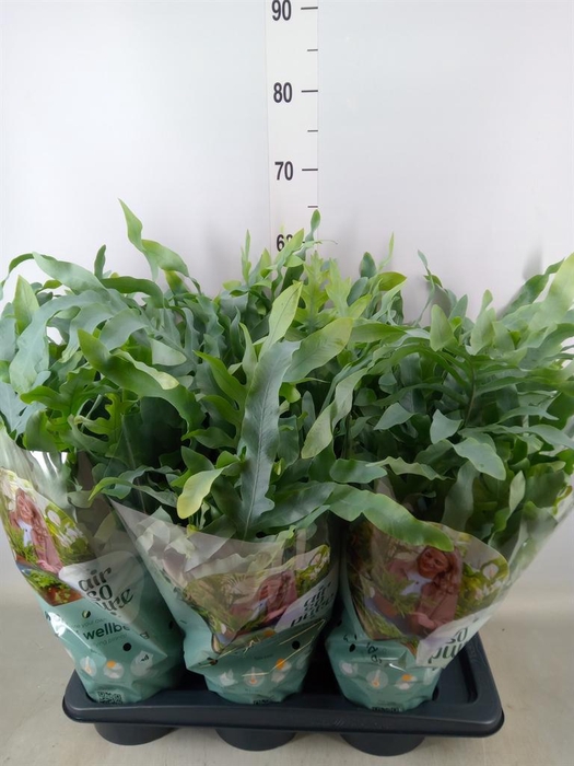 <h4>Phlebodium aureum 'Blue Star'</h4>