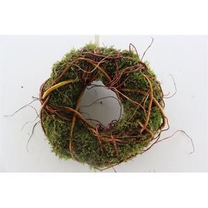 Wr Moss Curly Willow 30cm Naturel