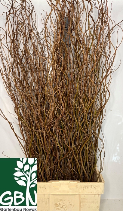 <h4>SALIX OV BS</h4>