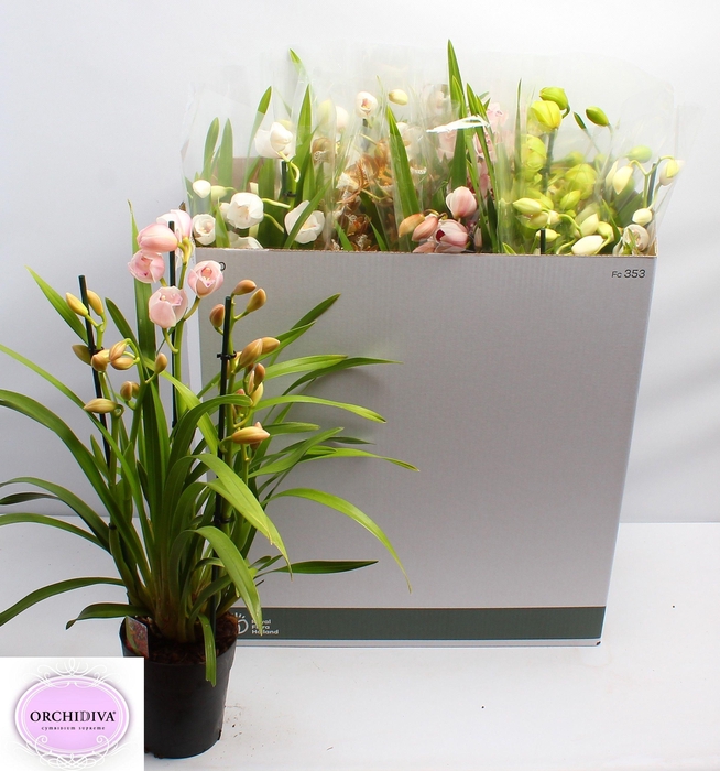 <h4>CYMB GEMENGD</h4>