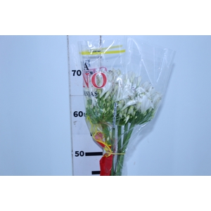 AGAPANTHUS BRANCO 070 CM