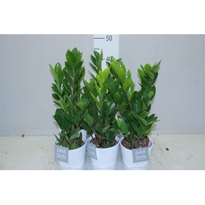 Zamioculcas 4+ Wit Keramiek