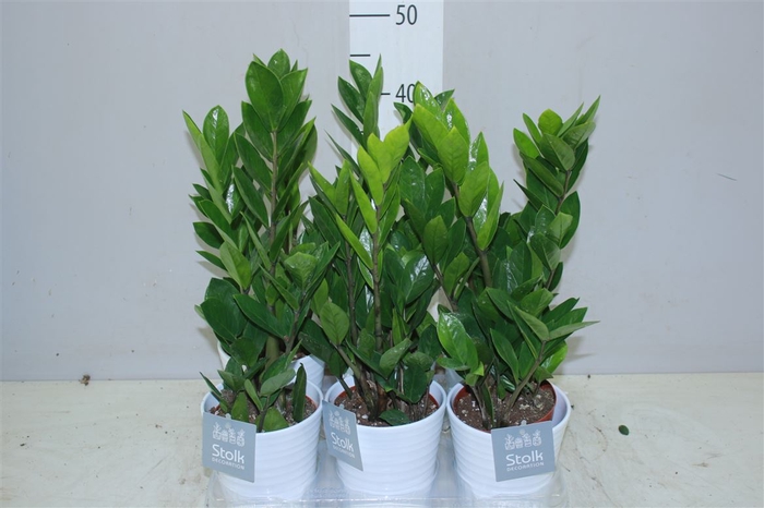 <h4>Zamioculcas 4+ Wit Keramiek</h4>