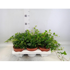 Hedera helix 'Lady Kay'