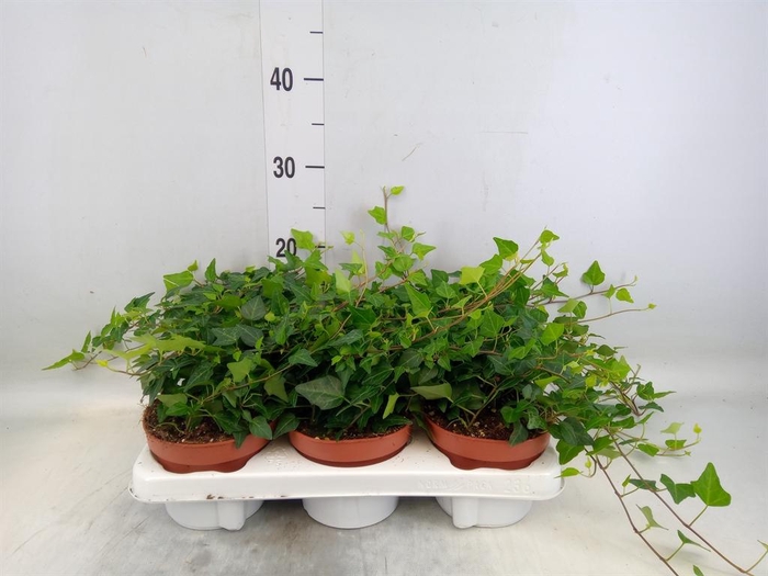 <h4>Hedera helix 'Lady Kay'</h4>