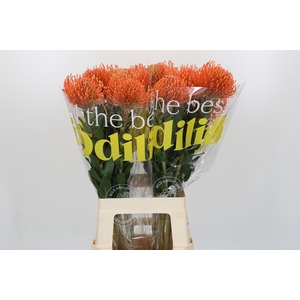 Nutans Ayoba Mandarin Zest