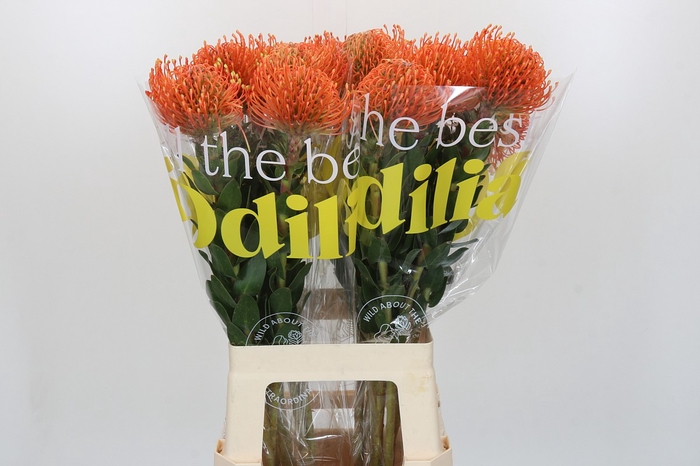 Nutans Ayoba Mandarin Zest