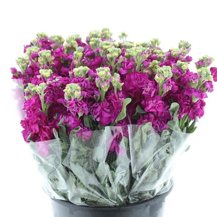 <h4>Matth Incana Iron Rose</h4>