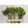 Helianthus Orange Fire