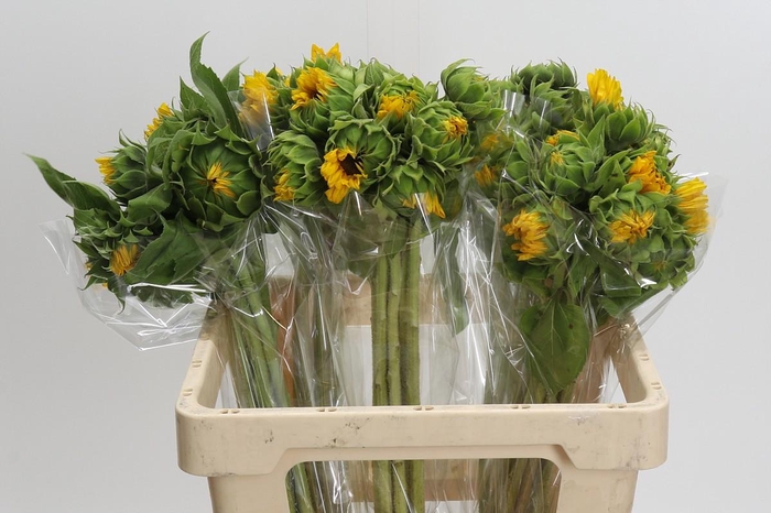 Helianthus Orange Fire