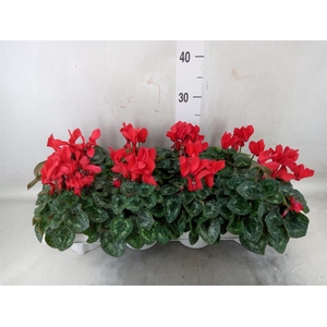 Cyclamen MD 'Allure'