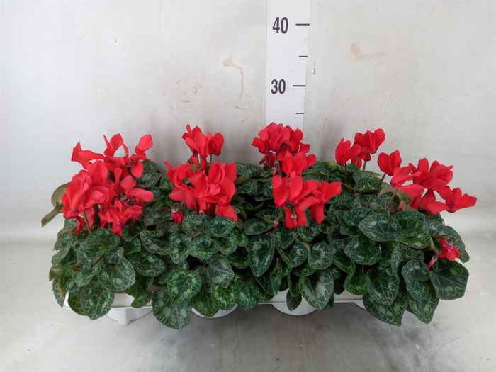 <h4>Cyclamen MD 'Allure'</h4>