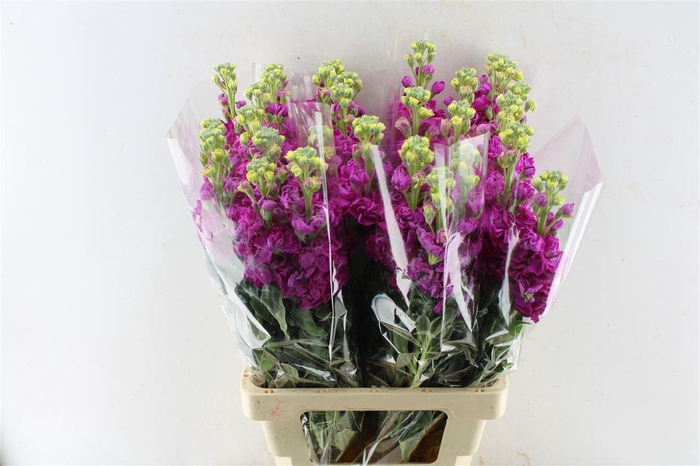 <h4>Matth Iron Hot Pink</h4>