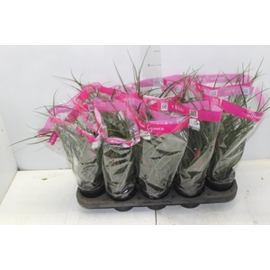 TILLANDSIA CYANEA P12