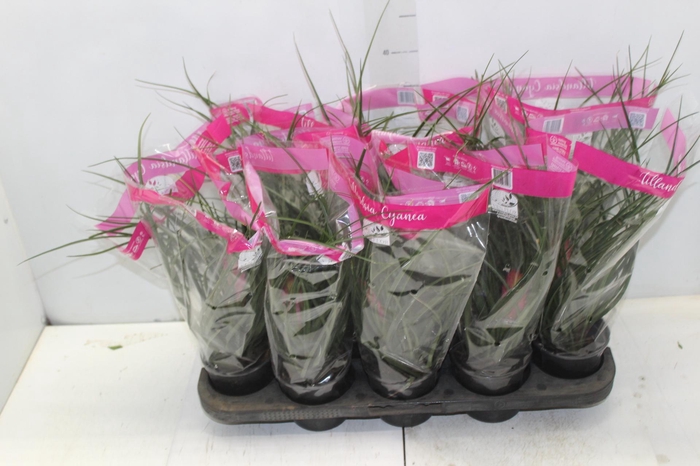 <h4>TILLANDSIA CYANEA P12</h4>