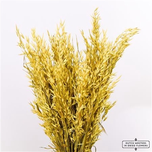 Dried Avena Yellow Bunch