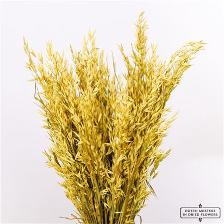 Dried Avena Yellow Bunch