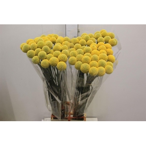 Cras Paintball Jumbo Nice!!