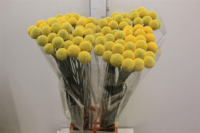 <h4>Cras Paintball Jumbo Nice!!</h4>