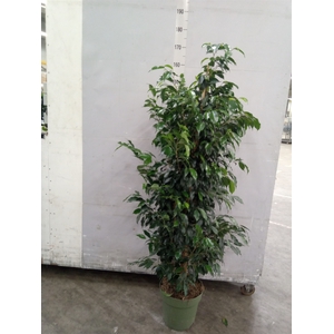 Ficus benja. 'Danielle'