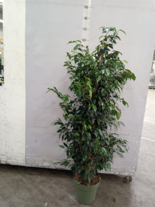 <h4>Ficus benja. 'Danielle'</h4>