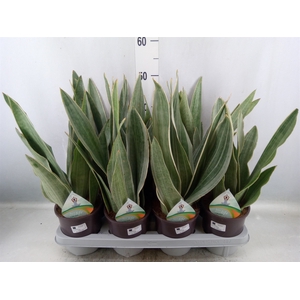 Sansevieria trifa.   ...