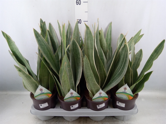 <h4>Sansevieria trifa.   ...</h4>