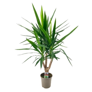 Yucca elephantipes vertakt