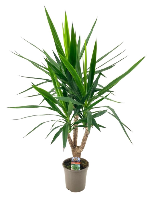 <h4>Yucca elephantipes vertakt</h4>