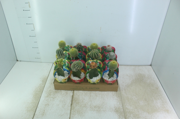 <h4>CACTUS ENXERTADO P10</h4>