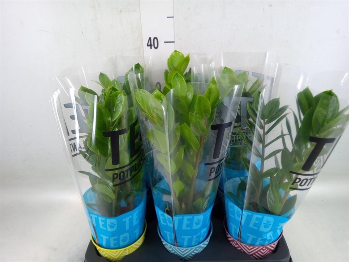 <h4>Zamioculcas zamiifolia</h4>