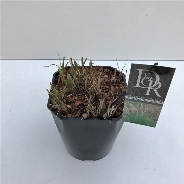 <h4>Miscanthus 'Adagio' P23 (5ltr)</h4>