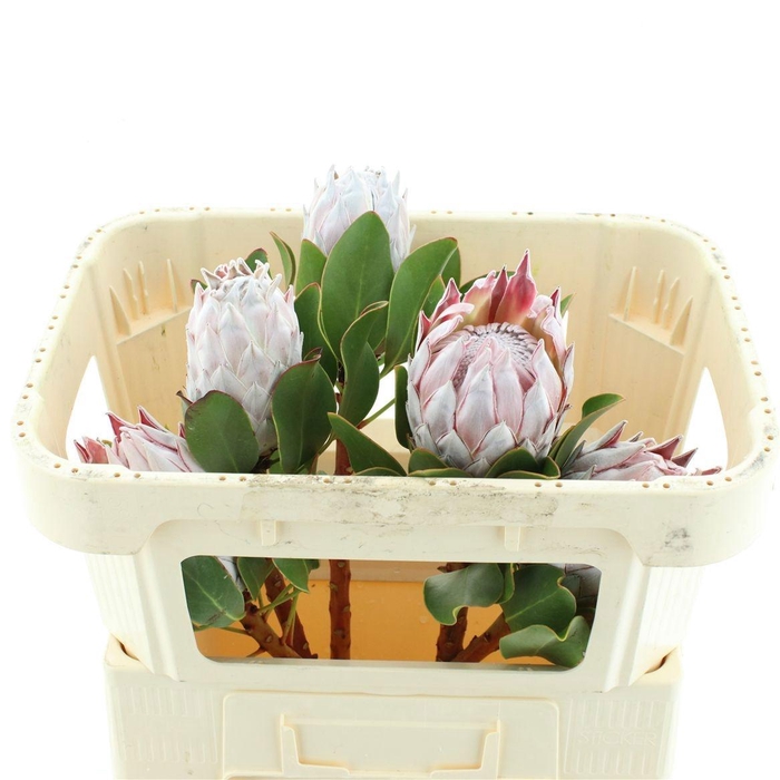 <h4>PROTEA CYNAROIDES</h4>