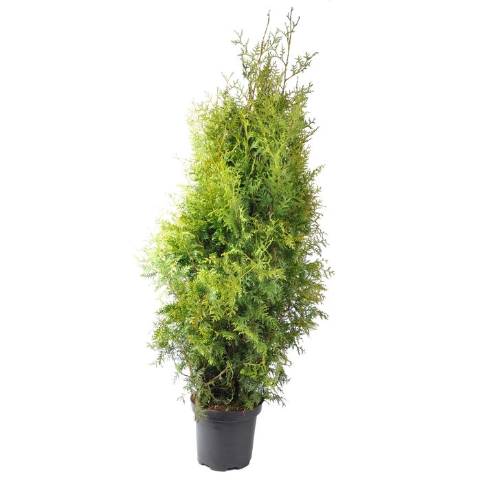 <h4>Thuja occ. Brabant, plantmaat 140-160 cm - Rondgestoken -</h4>