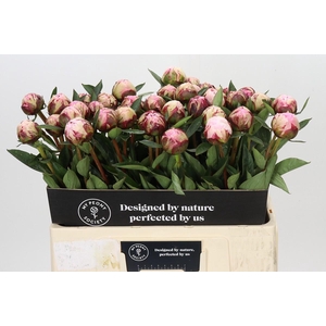 Paeonia Sarah Bernhardt