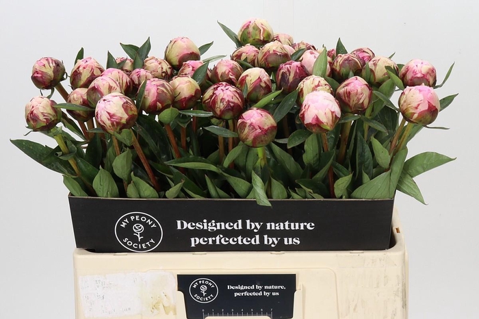 <h4>Paeonia Sarah Bernhardt</h4>